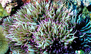 Hawaii-Anemone (Heteractis malu)