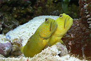 Gelbe Symbiosegrundeln (Urheber: Haplochromis - Lizenz:CC BY-SA 3.0)