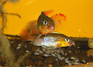 Congochromis sabinae (Paar)