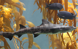 Leopardenhai