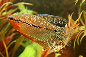 Mosaikfadenfisch (Trichopodus leerii)