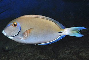 Ozean-Doktorfisch (Urheber:D Ross Robertson - Lizenz:public domain)