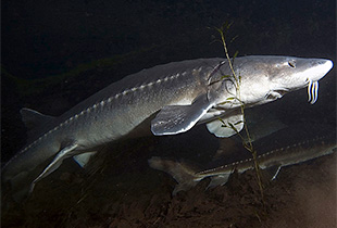 Weißer Stör (Urheber:Oregon Department of Fish & Wildlife - Lizenz: CC BY-SA 2.0)