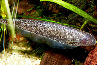 Adontosternarchus balaenops (Urheber: Haplochromis - Lizenz: CC BY-SA 3.0 nicht portiert)