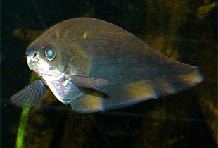 Afrikanischer Messerfisch (Urheber:Haplochromis - Lizenz:CC BY-SA 3.0)