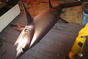 Großaugen-Fuchshai (Urheber: NOAA Observer Program - Lizenz: gemeinfrei)