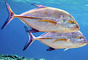 Blauflossen-Makrele (Urheber:U.S. Fish and Wildlife Service - Lizenz:public domain)