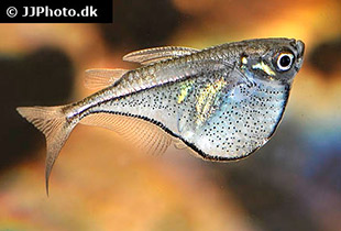 Zwerg-Beilbauchfisch (Urheber: Johnny Jensen - Lizenz: © by JJPhoto.dk)