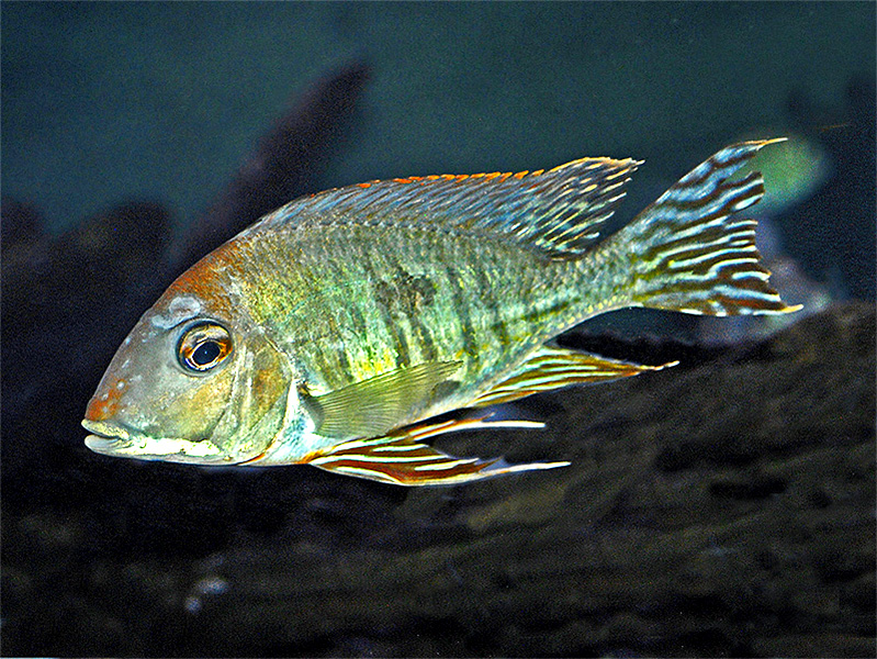 HochstirnErdfresser (Geophagus altifrons) Fischlexikon