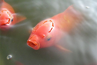 Goldfisch (Urheber:Tiefflieger - Lizenz:CC BY-SA 3.0)