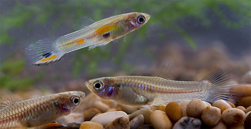 Guppy (Poecilia reticulata) Fischlexikon