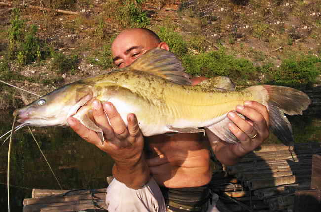 Asiatischer Rotflossenwels (Hemibagrus nemurus) Fischlexikon
