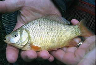 Karausche (Urheber:zimpenfish - Lizenz:CC BY 2.0)