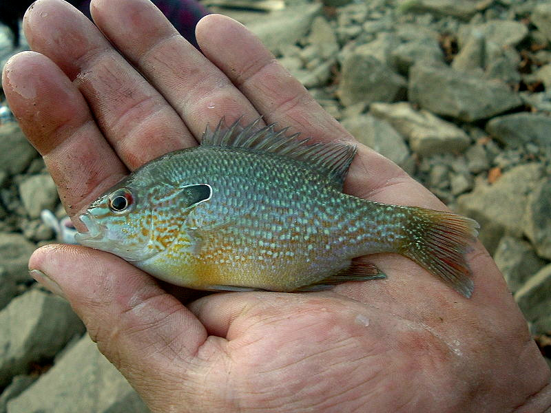 Großohriger Sonnenbarsch (Lepomis megalotis) Fischlexikon