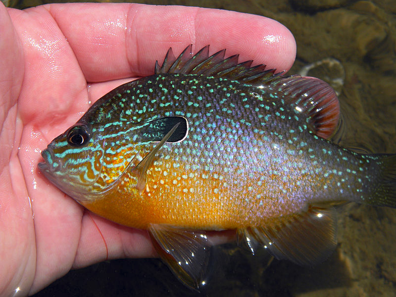 Großohriger Sonnenbarsch (Lepomis megalotis) Fischlexikon