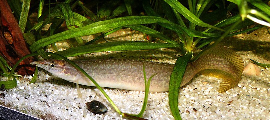 Indischer Zwergstachelaal (Macrognathus pancalus) Fischlexikon