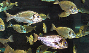 Goldbrassen im Aquarium