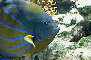 Ringkaiserfisch (Pomacanthus annularis)