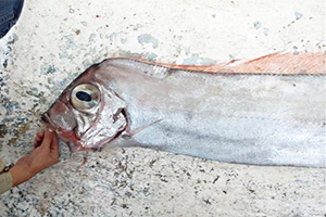 Bandfisch (Trachipterus arcticus)