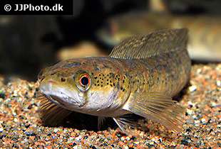 Afrikanischer Schlangenkopffisch (Urheber:J. Jensen - Lizenz: © by JJPhoto.dk)