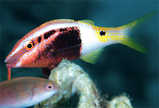 Zweifarben Meerbarbe (Urheber: Rickard Zerpe - Lizenz:CC BY 2.0 Generic)