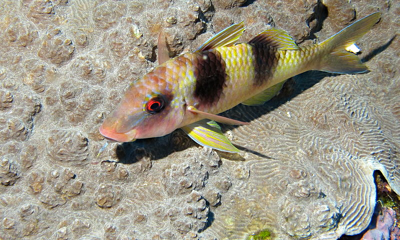 Parupeneus crassilabris (Parupeneus crassilabris) Fischlexikon
