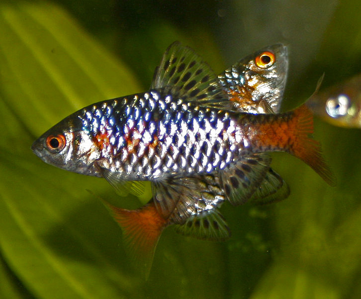 Fisch Odessabarbe, Rubinbarbe (Pethia padamya) Fischlexikon