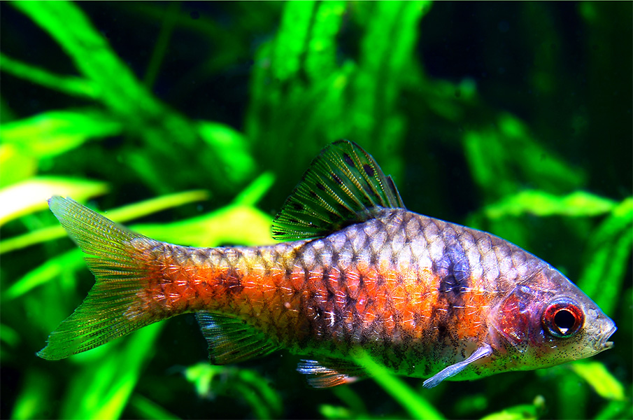 Fisch Odessabarbe, Rubinbarbe (Pethia padamya) Fischlexikon