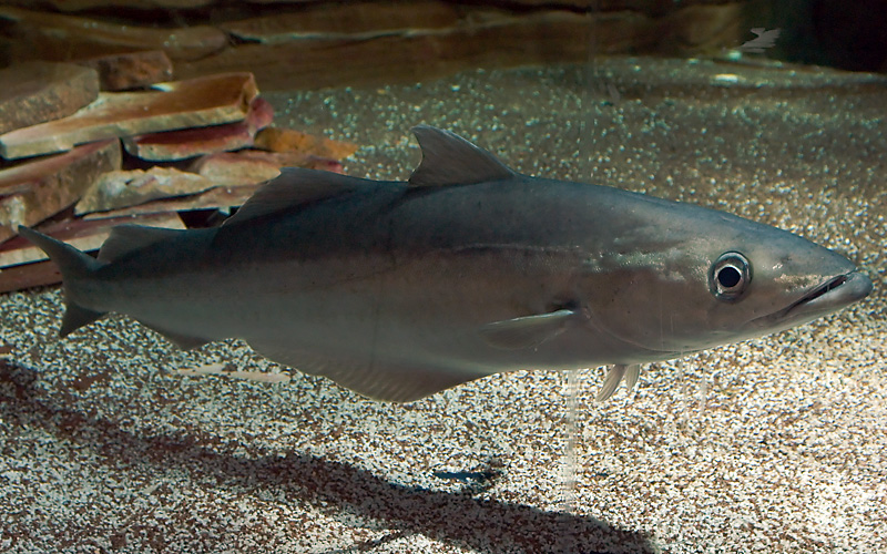 Pollack, Steinköhler (Pollachius pollachius) Fischlexikon