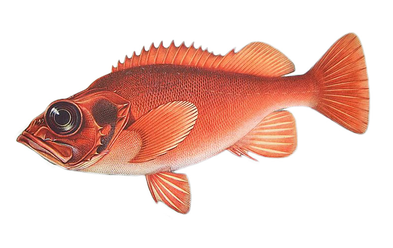 Nährwerte des folgenden Fisches: Rotbarsch, Goldbarsch (Sebastes ...