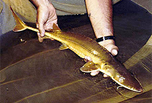 Alabama-Schaufelstör (Urheber:U.S. Fish & Wildlife Service - Lizenz:public domain)