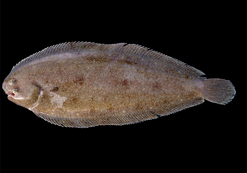 Seezunge (Solea solea) | Fischlexikon
