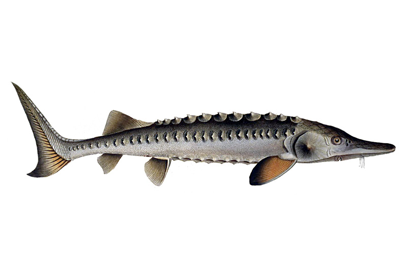 Fischlexikon der Salzwasserfische: Baltischer Stör (Acipenser sturio)