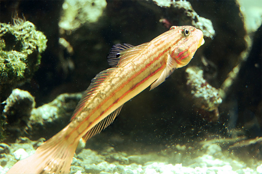 DoppelstreifenSandgrundel (Valenciennea helsdingenii) Fischlexikon