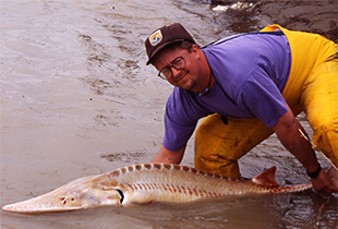 Weißer Schaufelstör (Urheber: U.S. Fish and Wildlife Service - Lizenz:public domain)