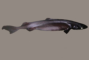 Samtdornfisch (Urheber: PIRO-NOAA Observer Program - Lizenz:Public Domain)