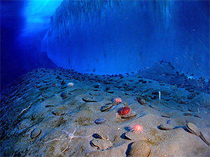 Meeresboden mit verschiedenen Benthonten