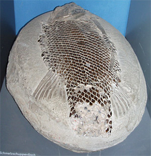 Fossiler Schmelzschuppenfisch
