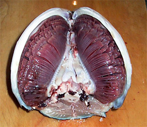 Innere Kiemen eines Thunfisches