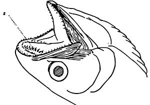Pflugscharbein mit Zähnen bei Lachsartigen