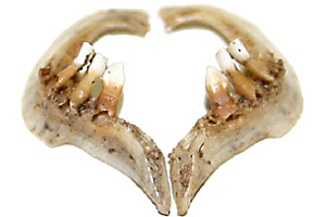 Schlundknochen mit Schlundzähnen (Goldfisch)