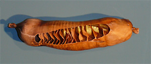 Spiraldarm des Karibik-Ammenhaies