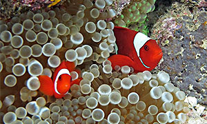 Blasenanemone (Entacmaea quadricolor)