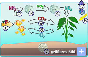 Stickstoffkreislauf - Author: Lukas3 - Lizenz: CC BY-SA 3.0