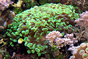 Hammerkoralle (Euphyllia paraancora)