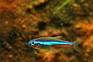 Blauer Neon im Schwarzwasseraquarium