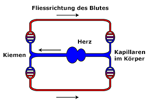 Blutkreislauf