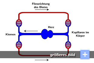 Blutkreislauf