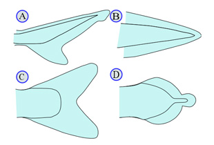 Formpinzette für Fisch-Flossen Flossenformer 