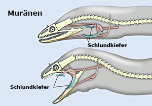 Schlundknochen (Pharyngealia) einer Muräne